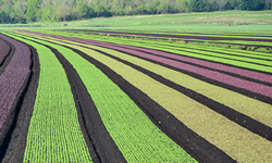 Crop Science